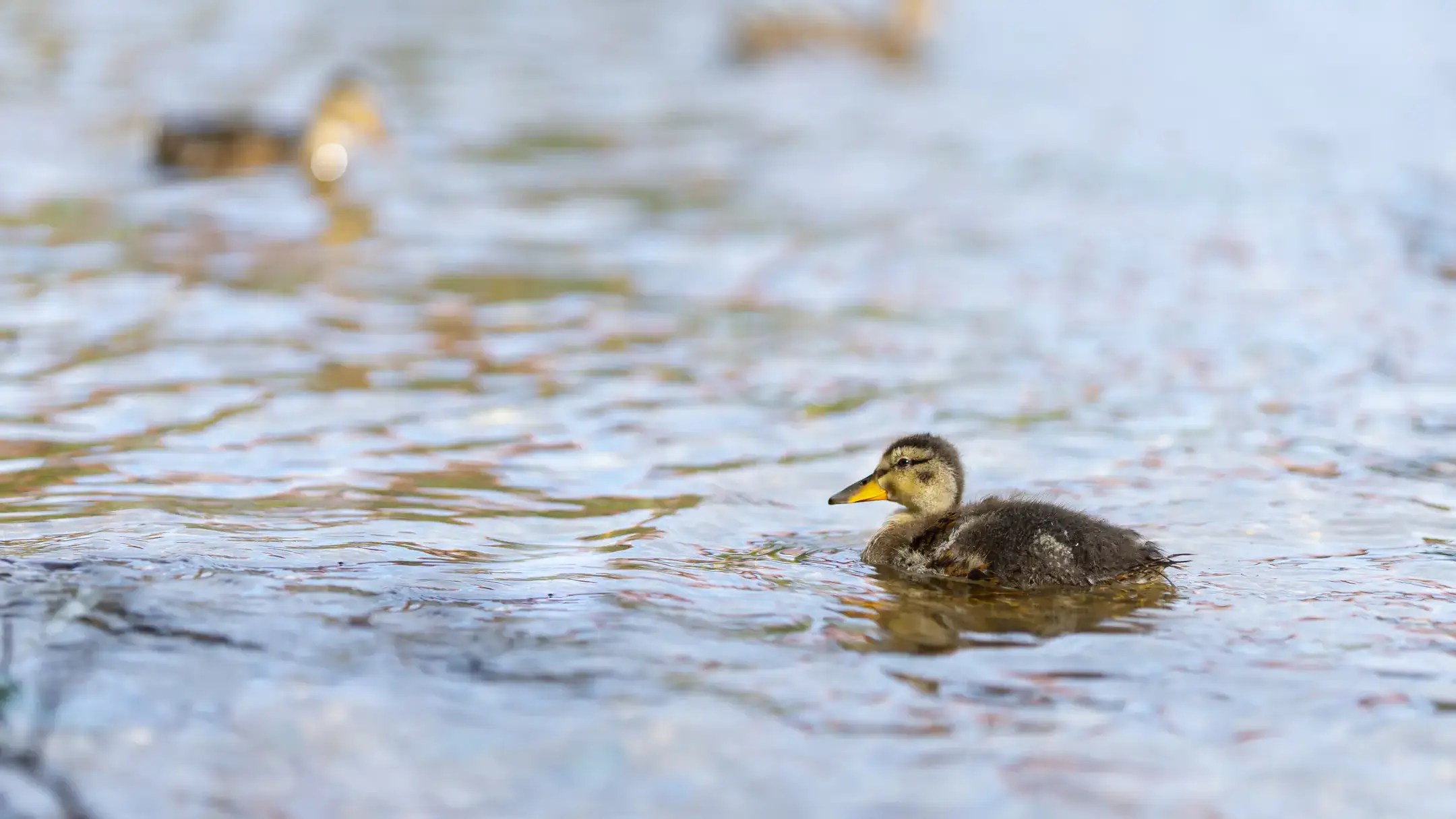 A duckling floats in the Boise River.