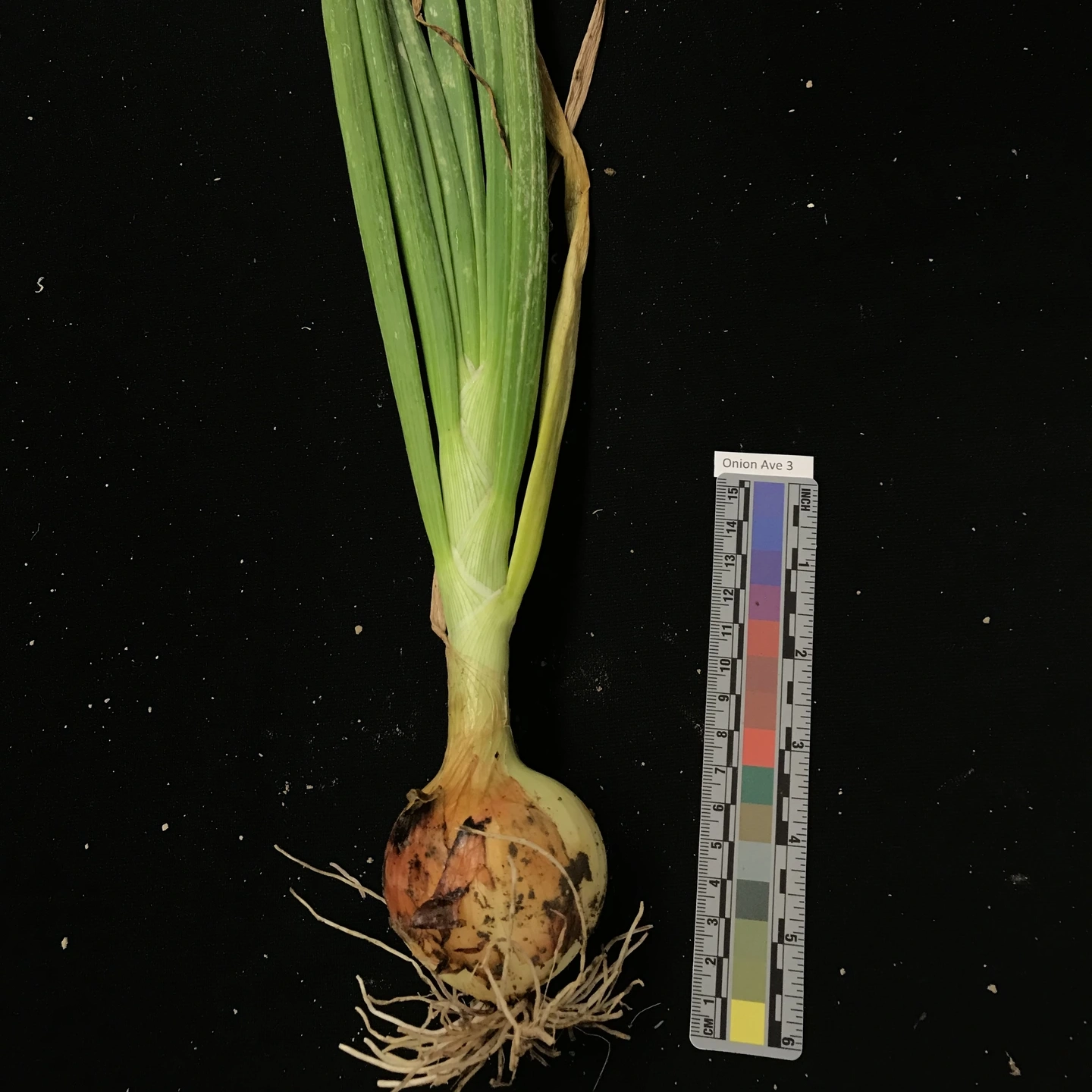 A variety of onion diseases photos