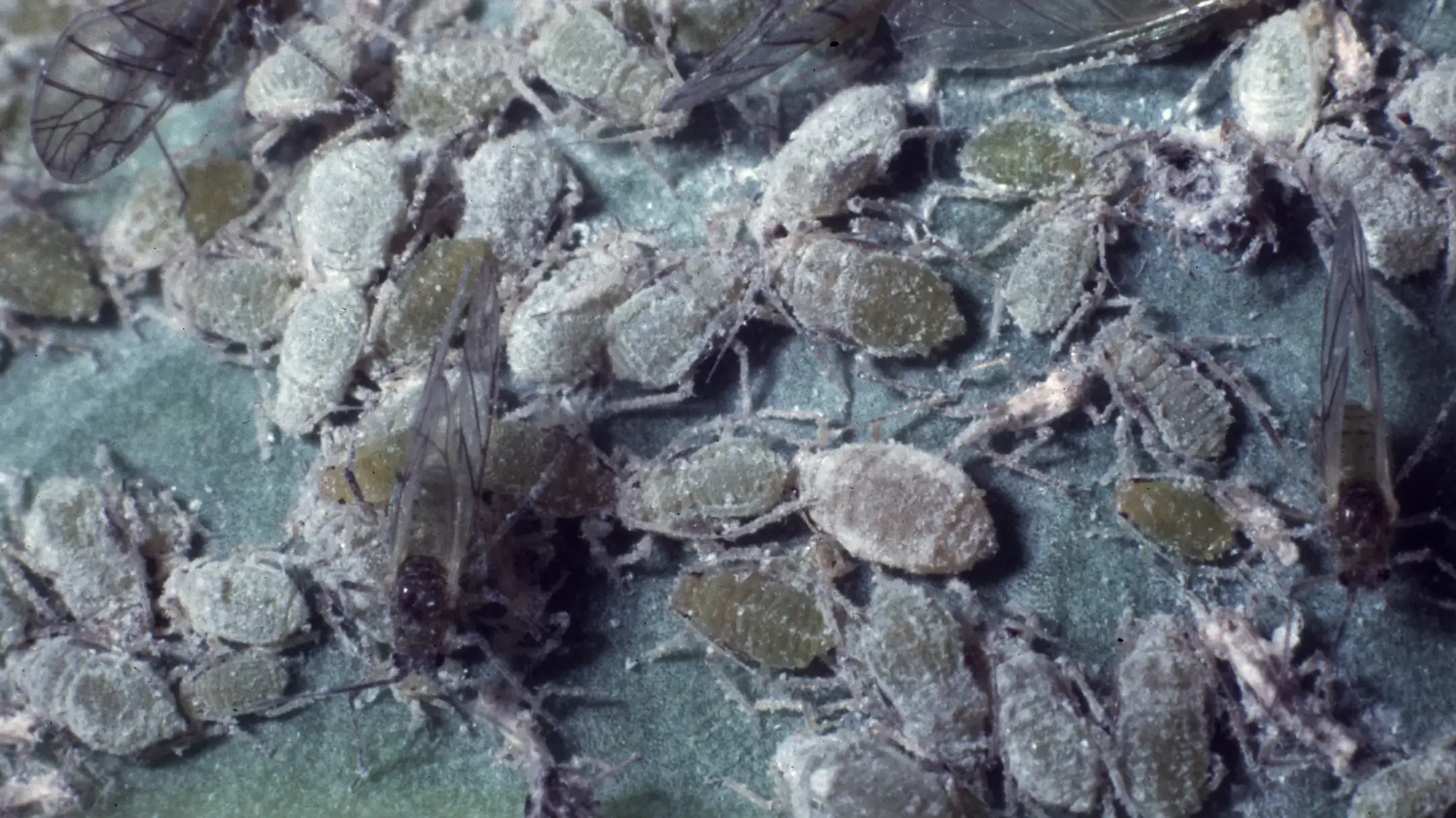 Cabbage Aphid (Brevicoryne brassicae) colony with multiple life stages.