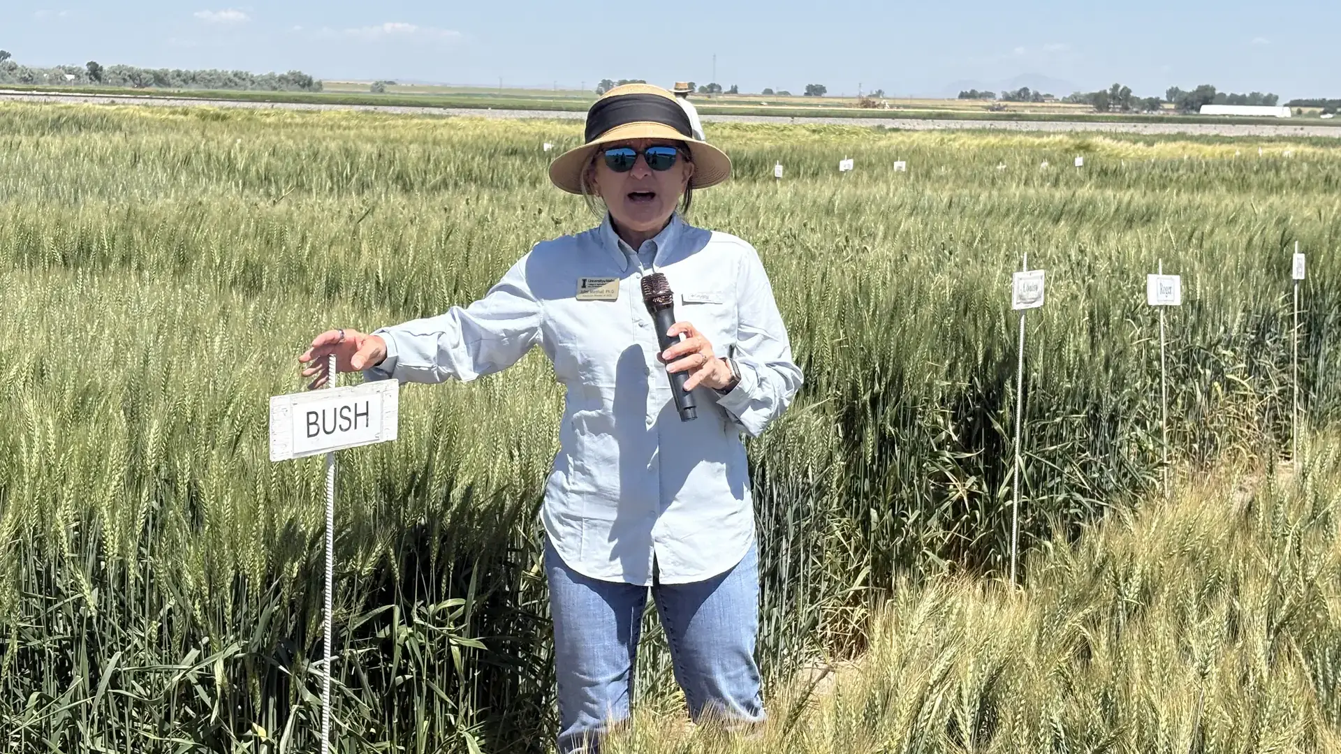 A woman stands by a field of wheat with her hand on a sign labeling a variety in a healthy-looking research plot.
