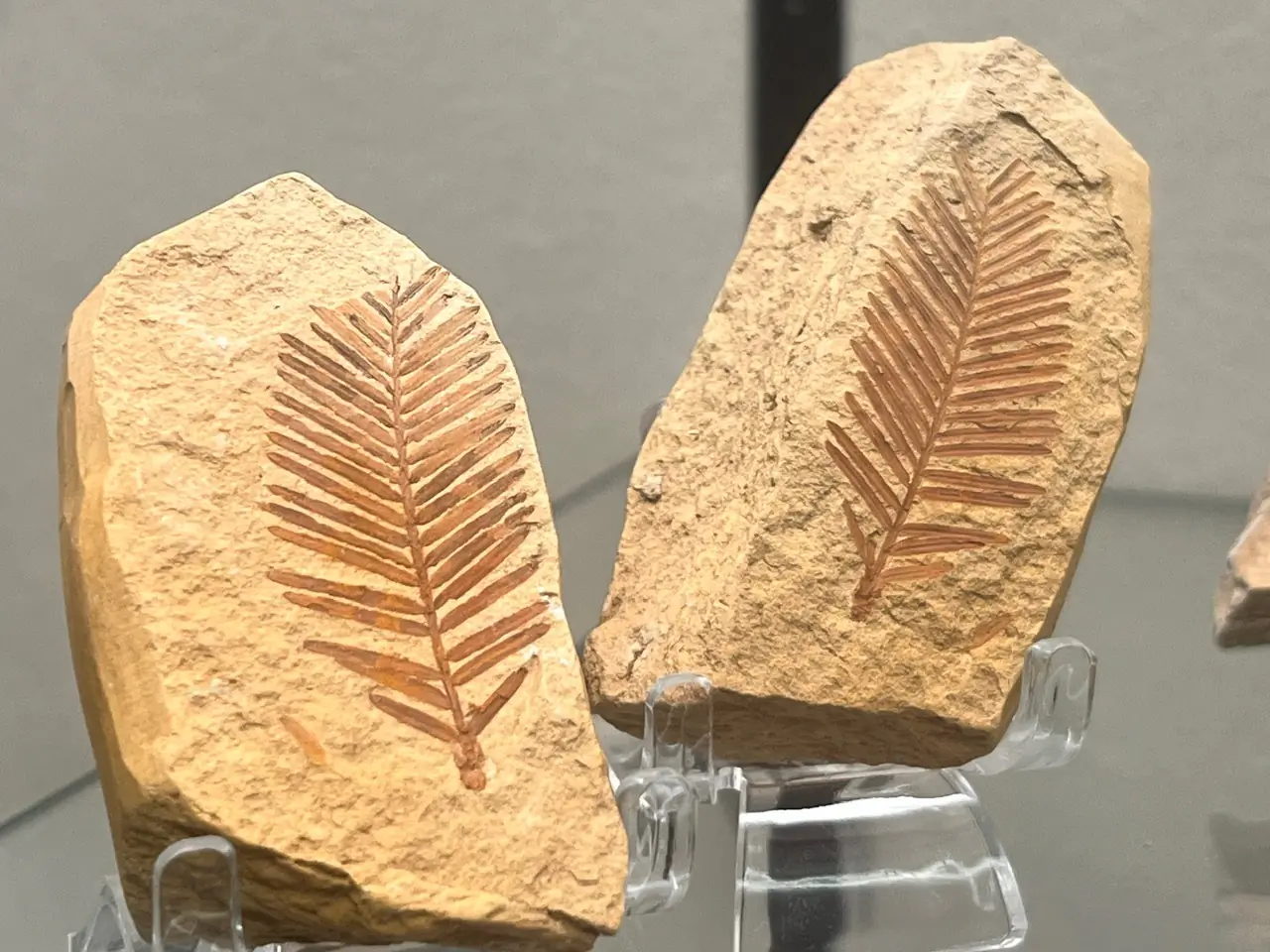 Two leaf fossils on exhibit