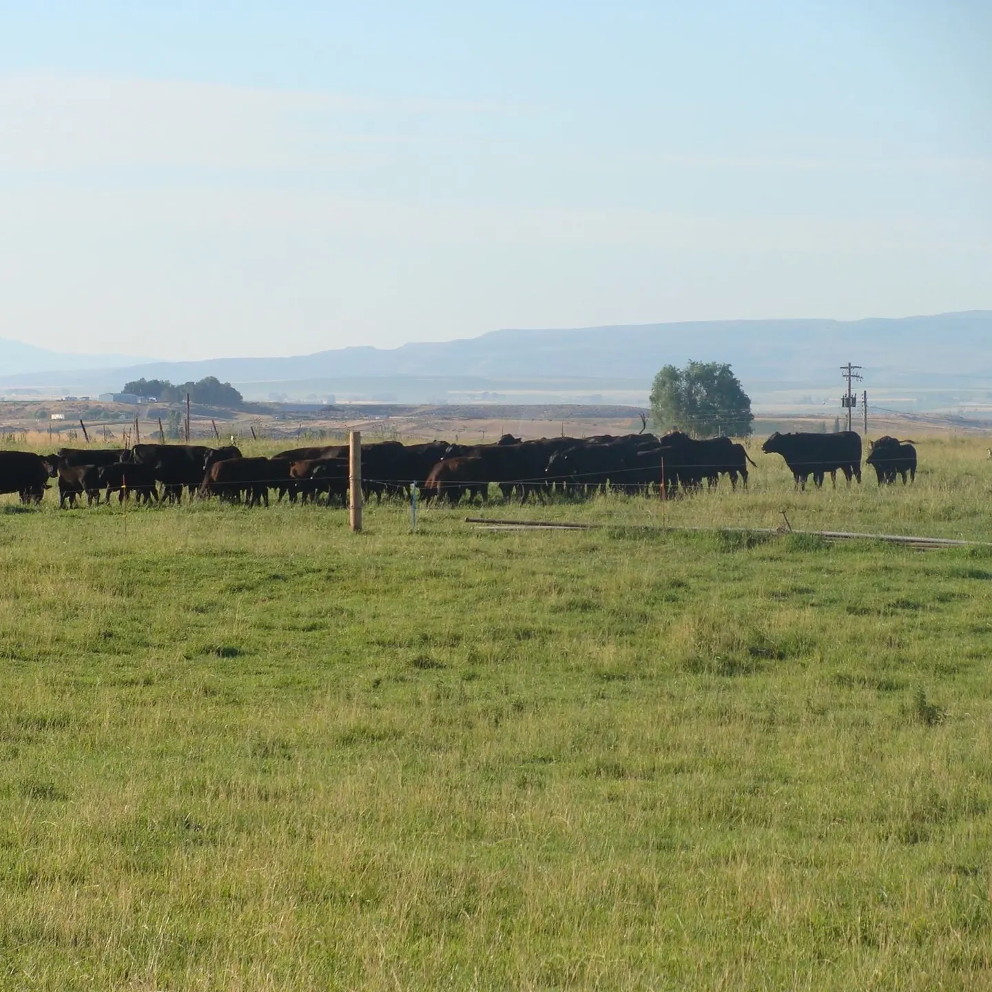 Cattle in a field.
