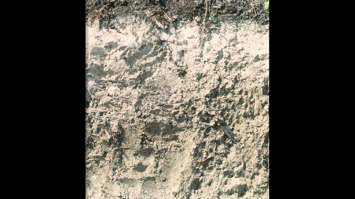 Alfisols - a photo of chalk like grey-white soil.