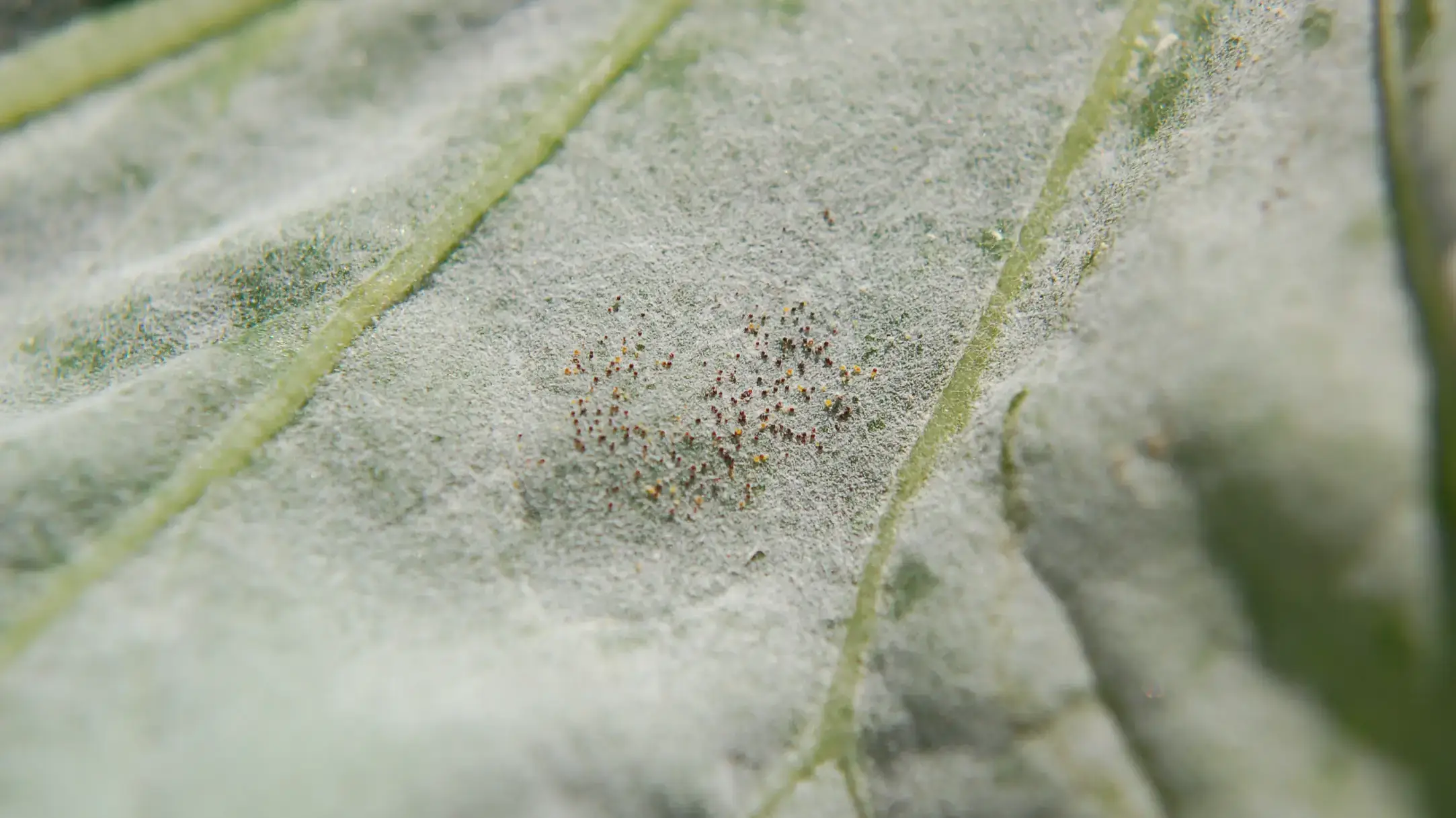 Black spots associated with powdery mildew infection.