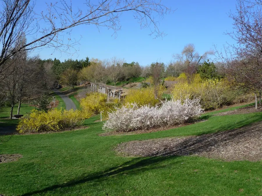 A slope of the arboretum with trees and shrubbery blooming into spring