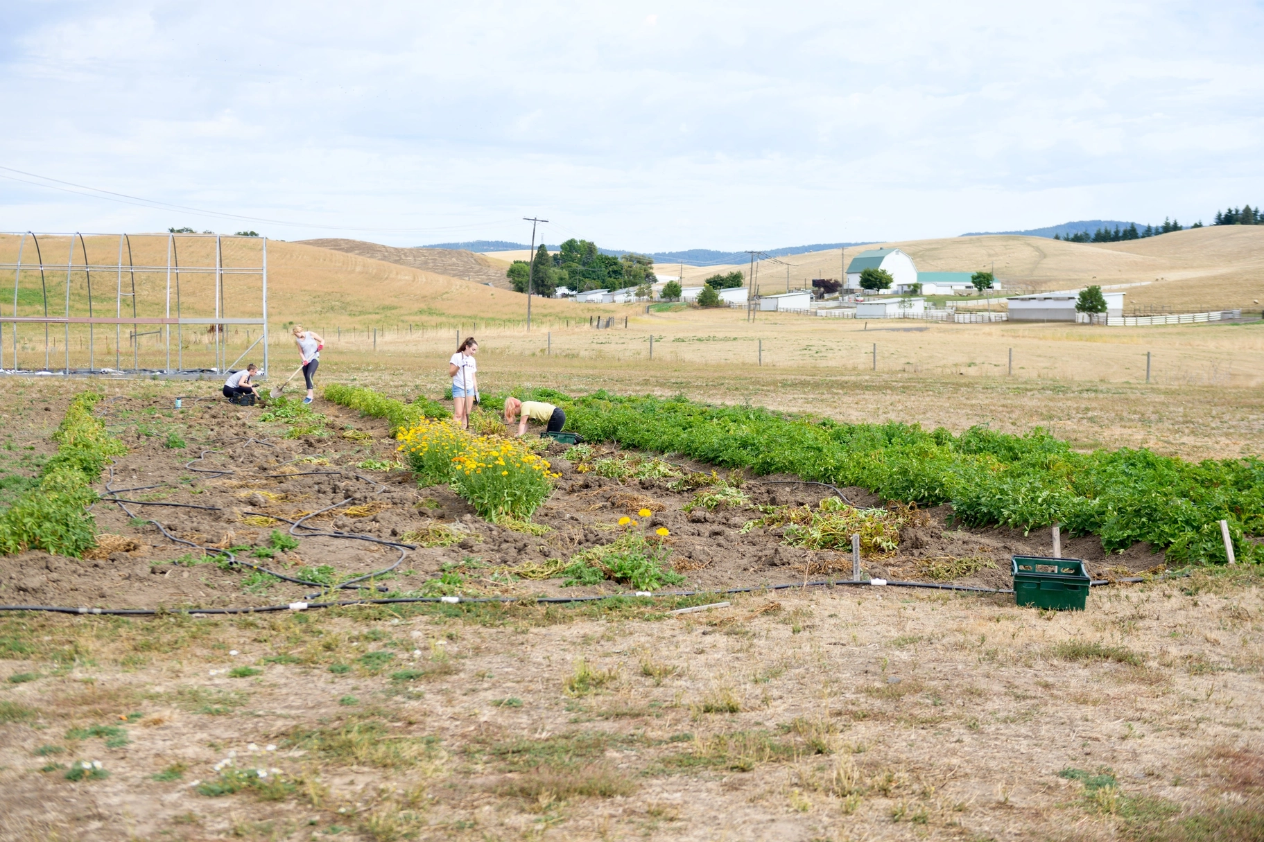 Students harvesting at the Soil Stewards Farm