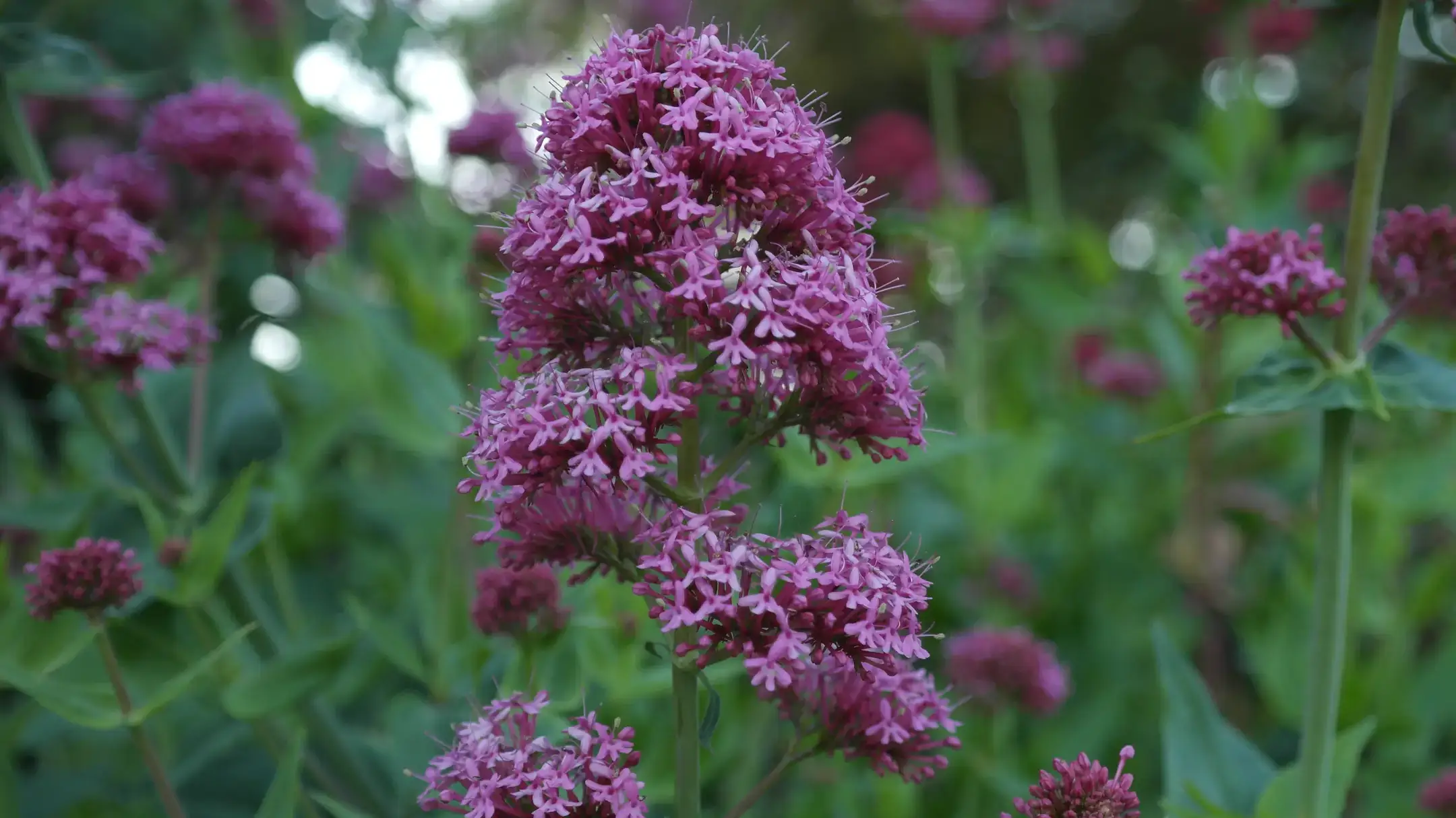 Landscapes and Gardens photos