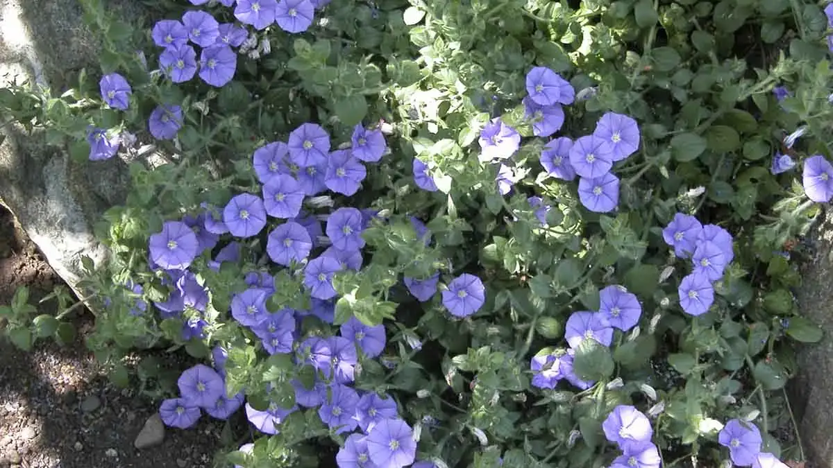 Herbaceous plants that are typically annuals