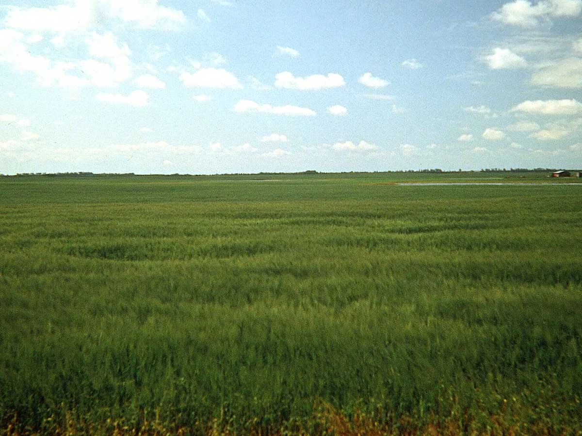 Natrudoll landscape in North Dakota