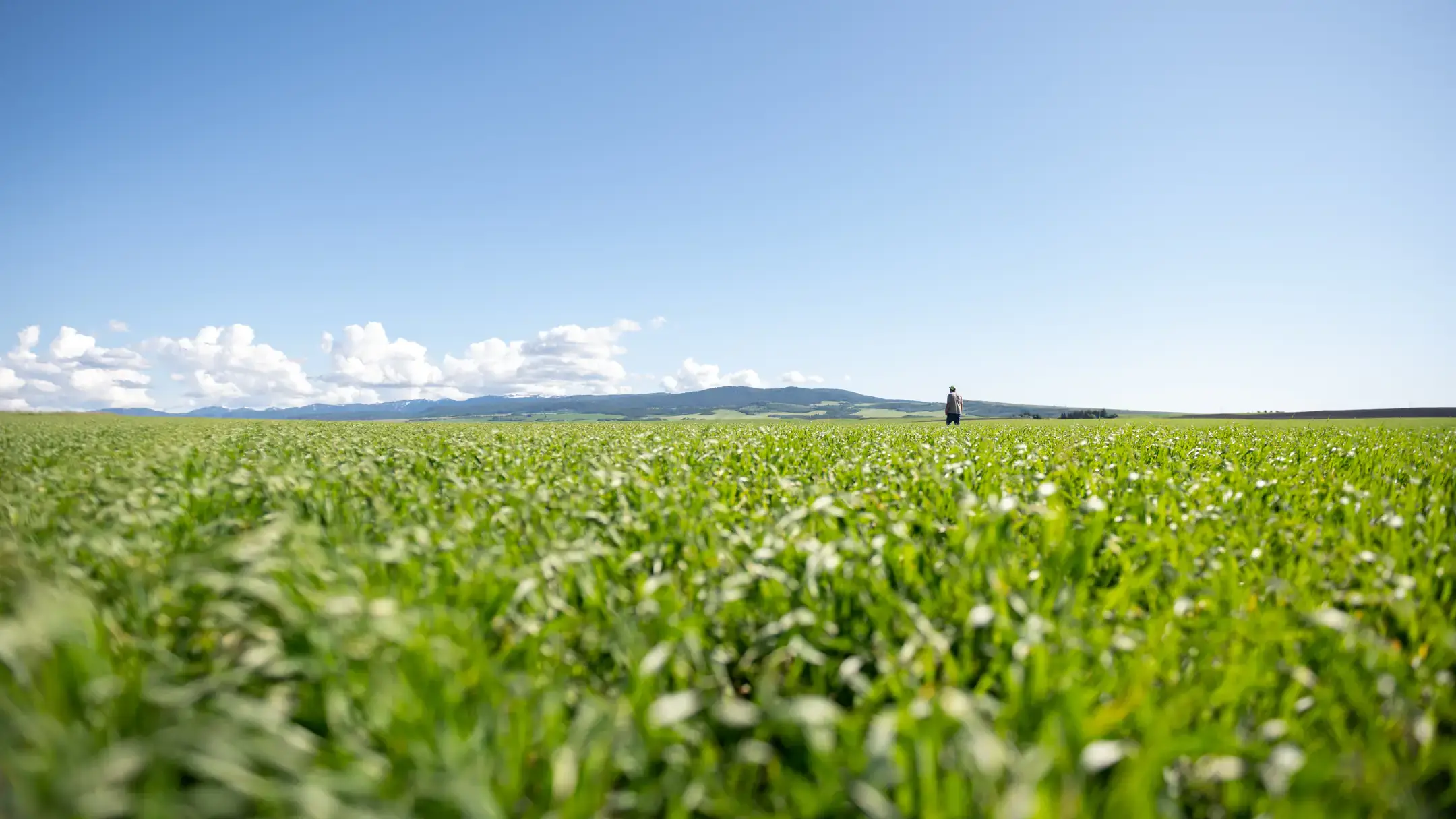 An expansive farm field on a sunny day shows a man in the distance and mountains further behind him.