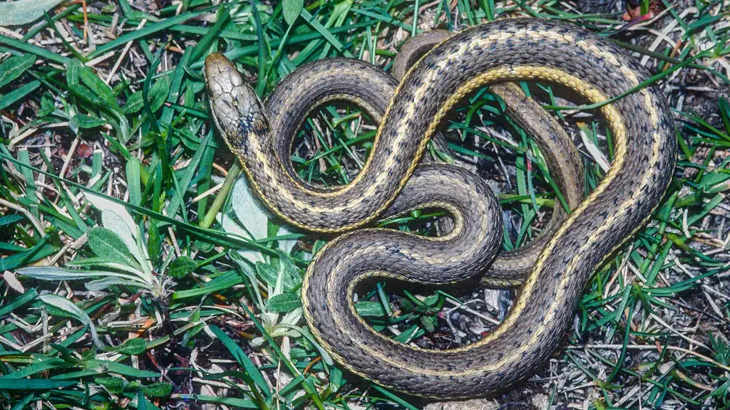 Wildlife in the garden