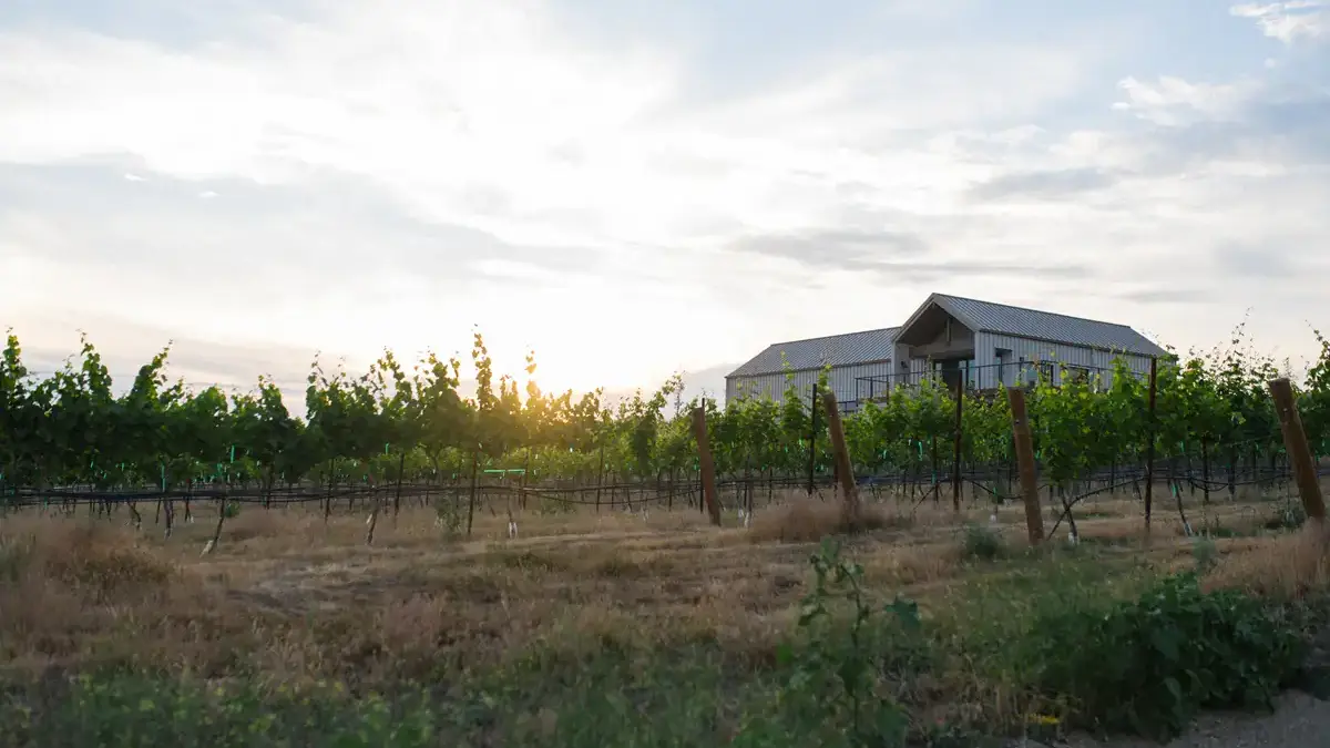 Vineyards in front of a building.
