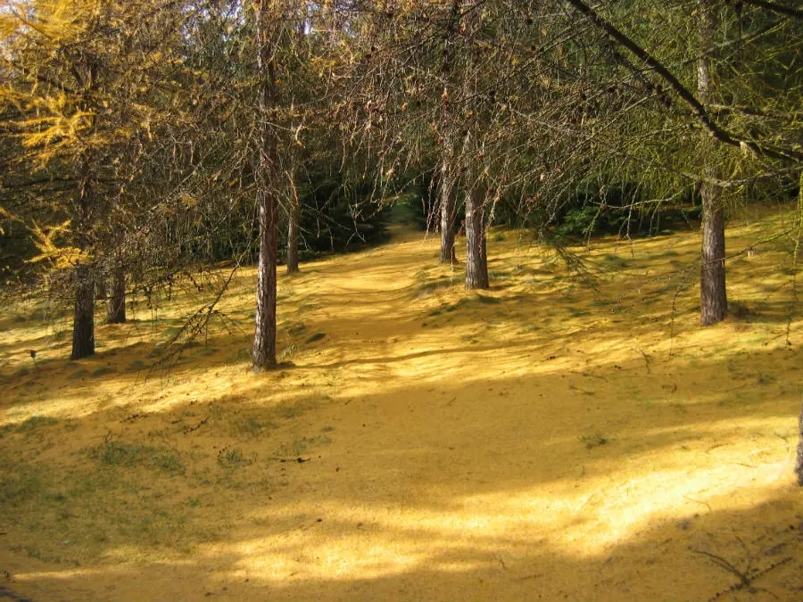 A landscape covered with golden leaves fallen from nearly bare Western Larches