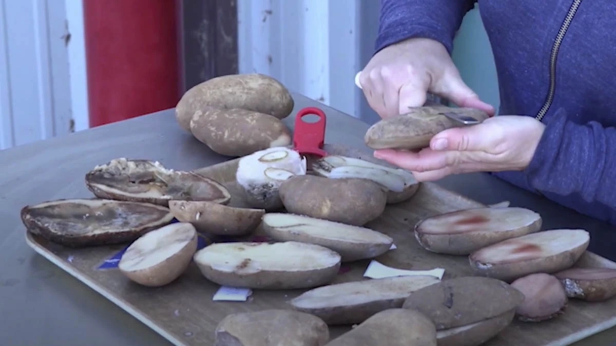 Potato bruise management video covers