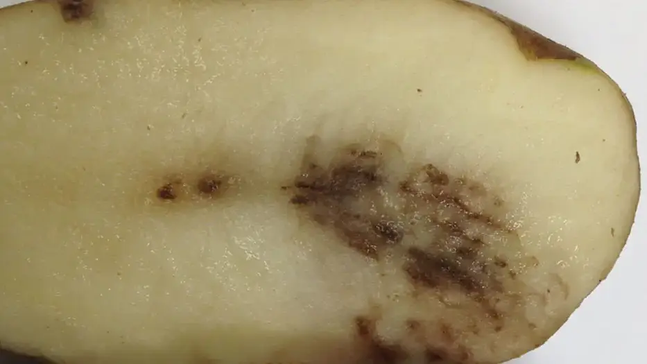Potato viruses or diseases