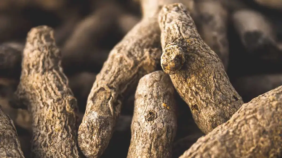 Landscapes and Gardens photos