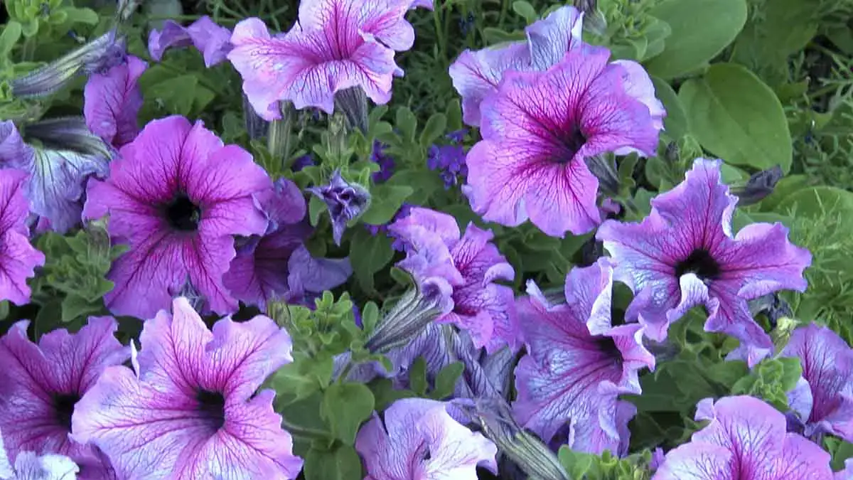 Herbaceous plants that are typically annuals
