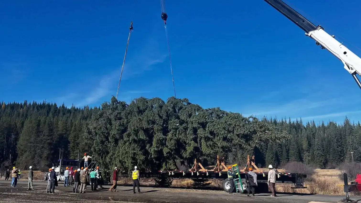 Crews guide a large evergreen suspended horizontally by crane cables above a flatbed trailer. 