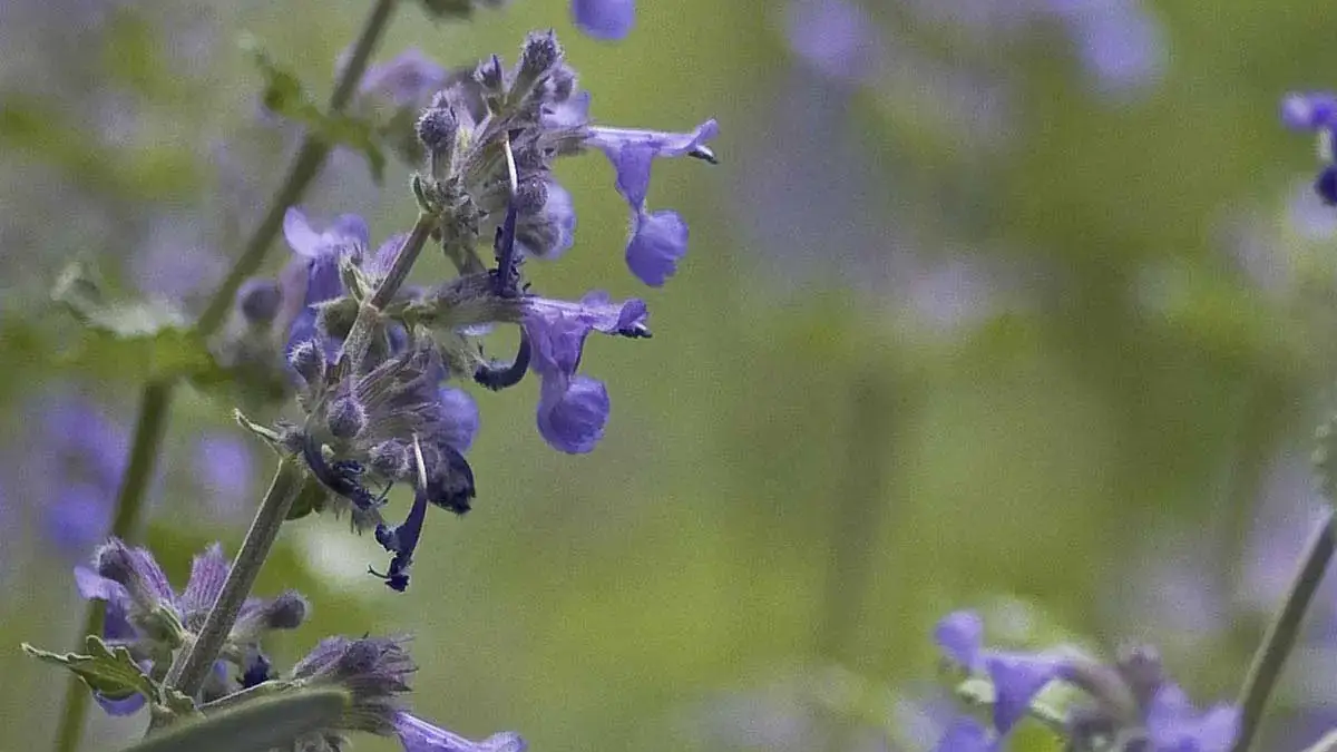 Landscapes and Gardens photos