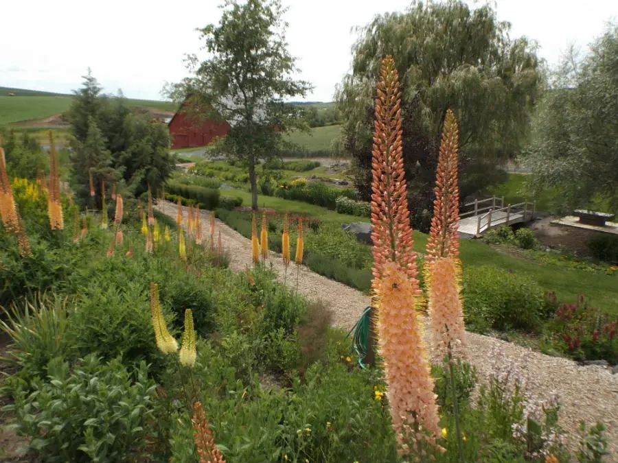 Foxtail lilies grow tall along an Arboretum path