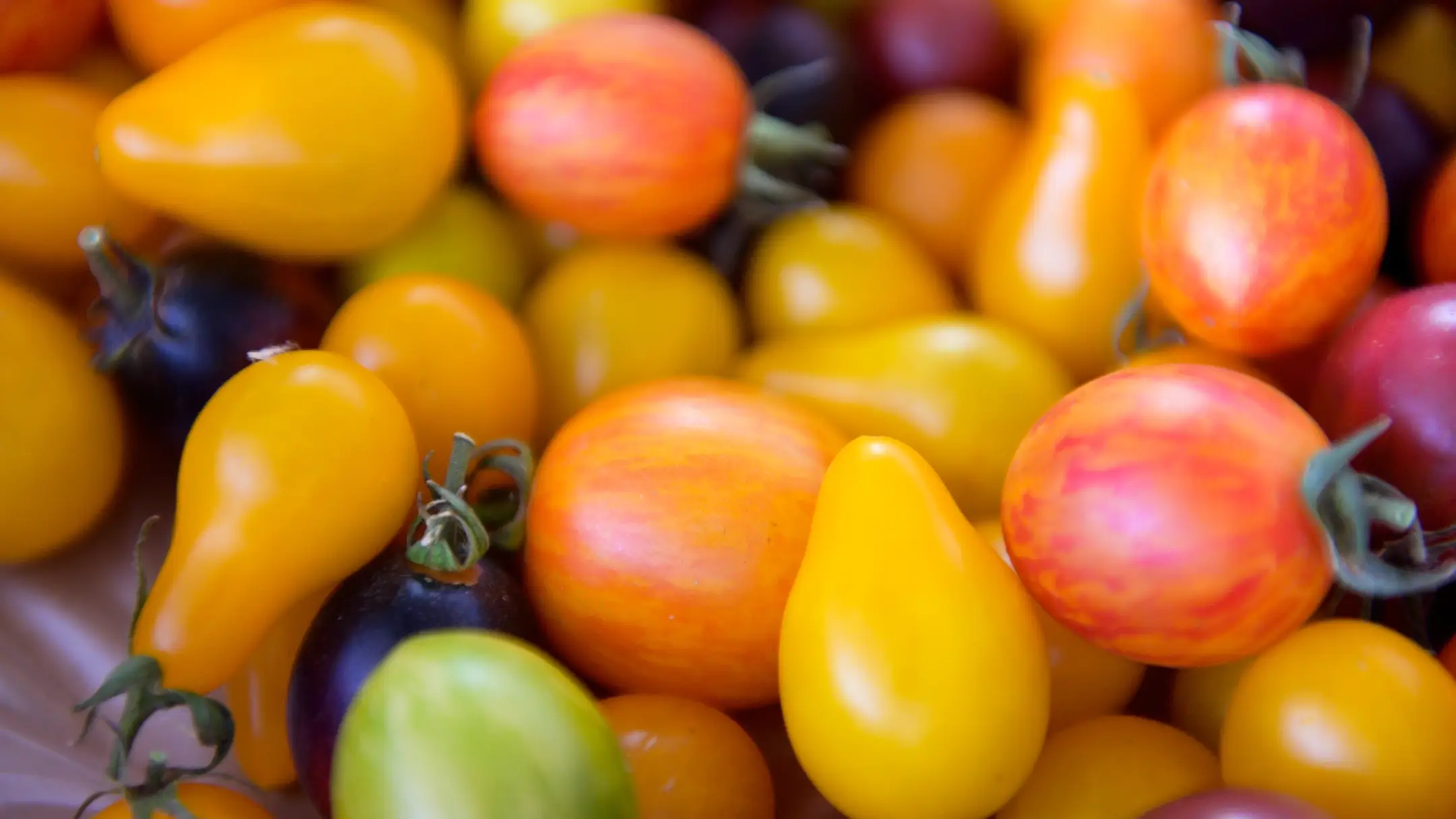 Students harvesting at the Soil Stewards Farm