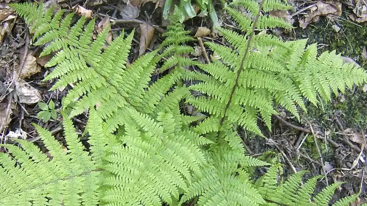 A variety of perennials from African daisies to yarrow