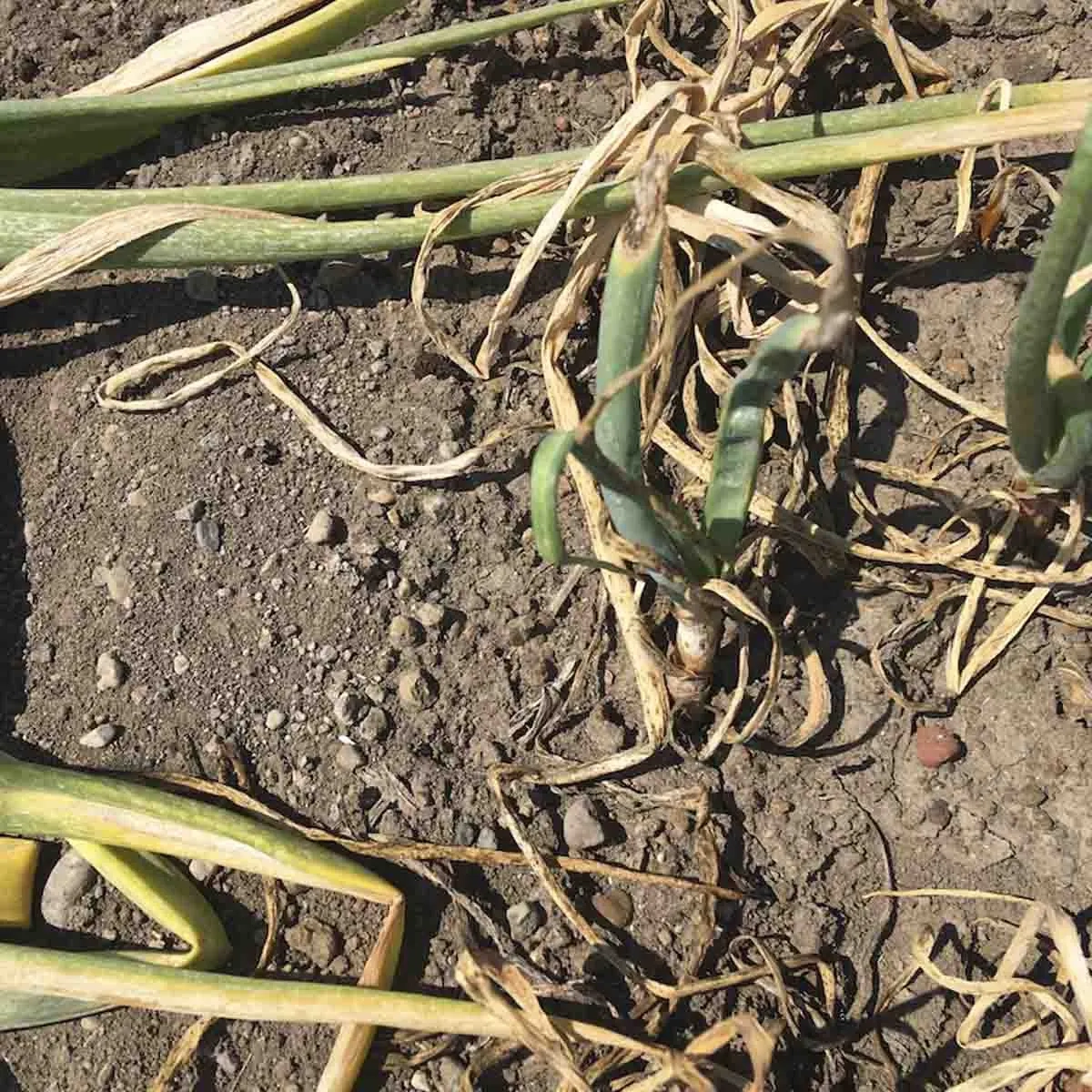 A variety of onion diseases photos