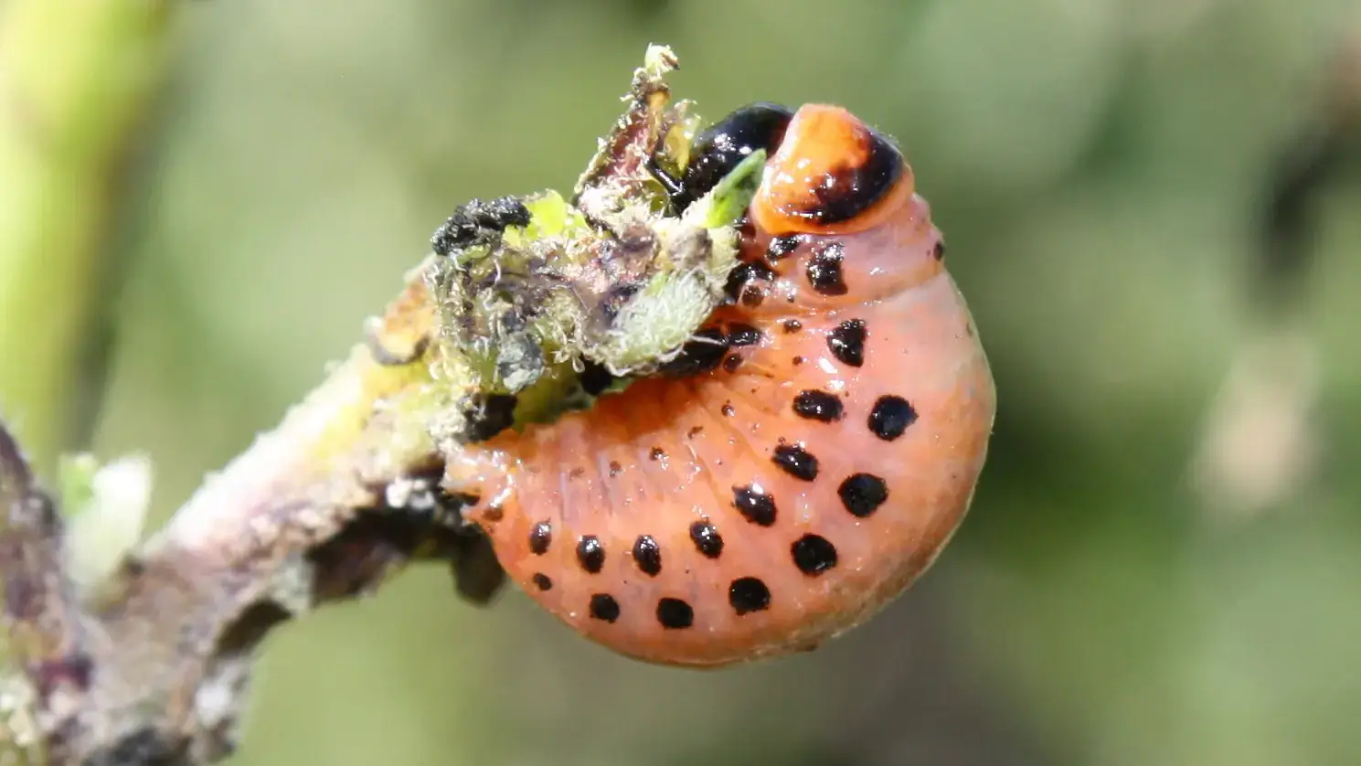 Colorado potato beetle photo taken by Eric Wenninger