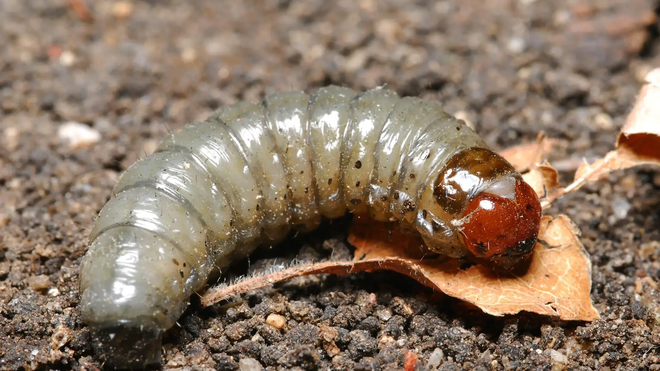 Glassy cutworm larva.