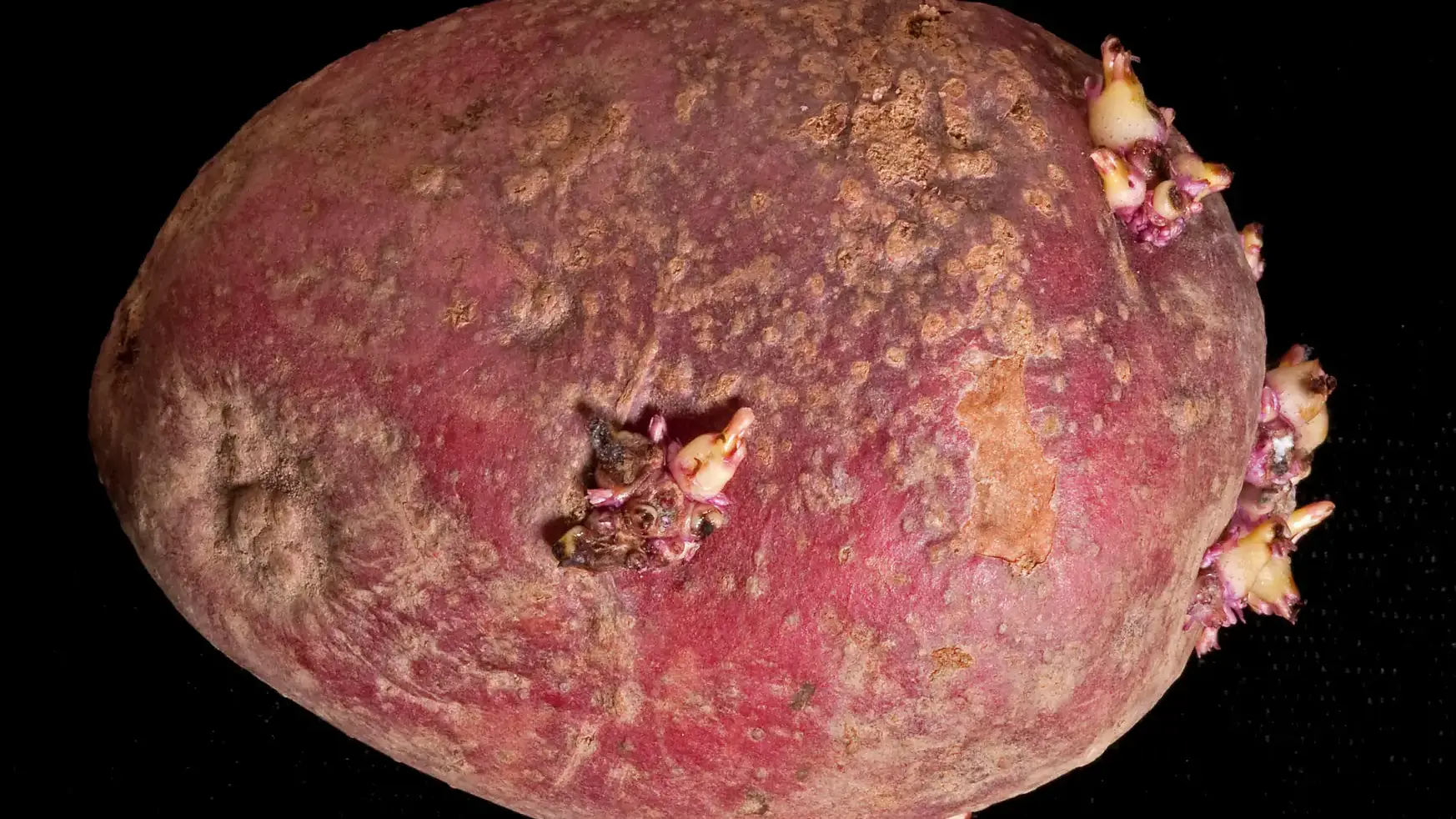 Powdery scab_Sandra Jensen, Cornell University, Bugwood.org.jpg