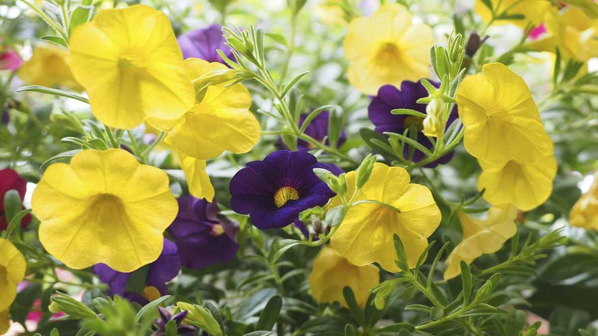 Herbaceous plants that are typically annuals