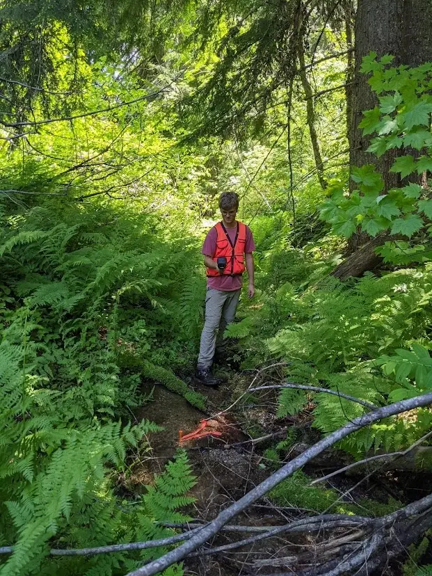 Man in hunter orange walks across a fern covered forest floor.