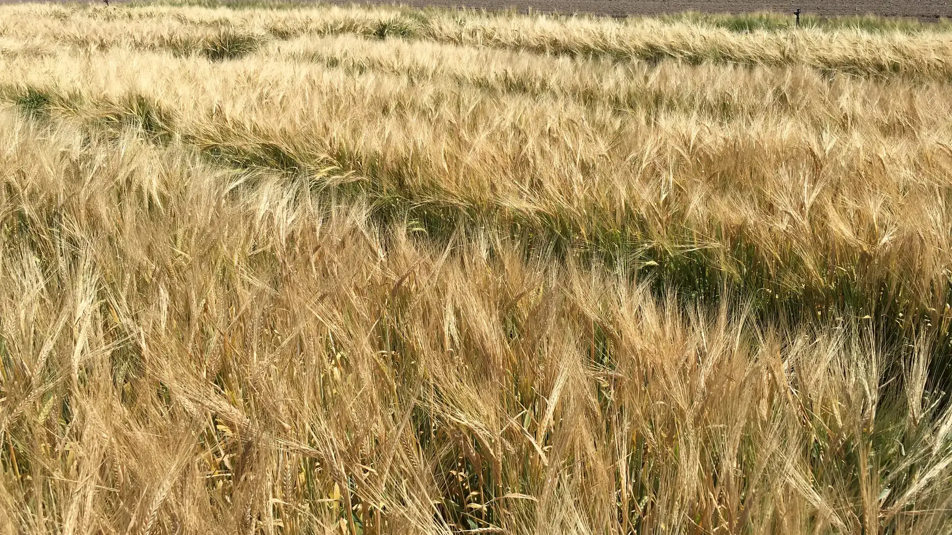 Variety of photos from the Aberdeen Research and Extension Center