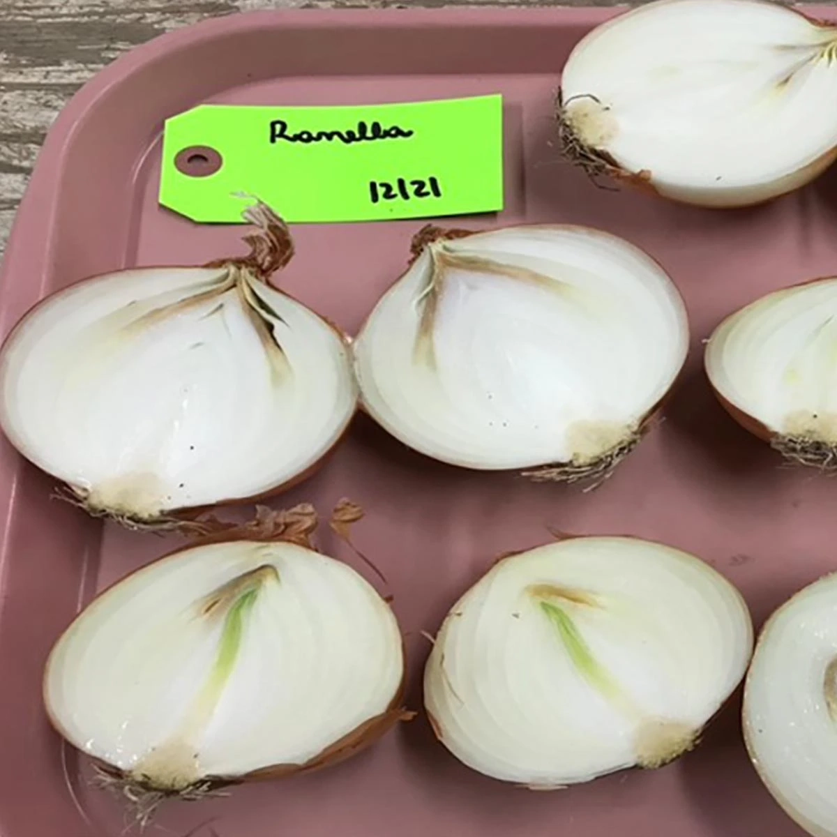 A variety of onion diseases photos