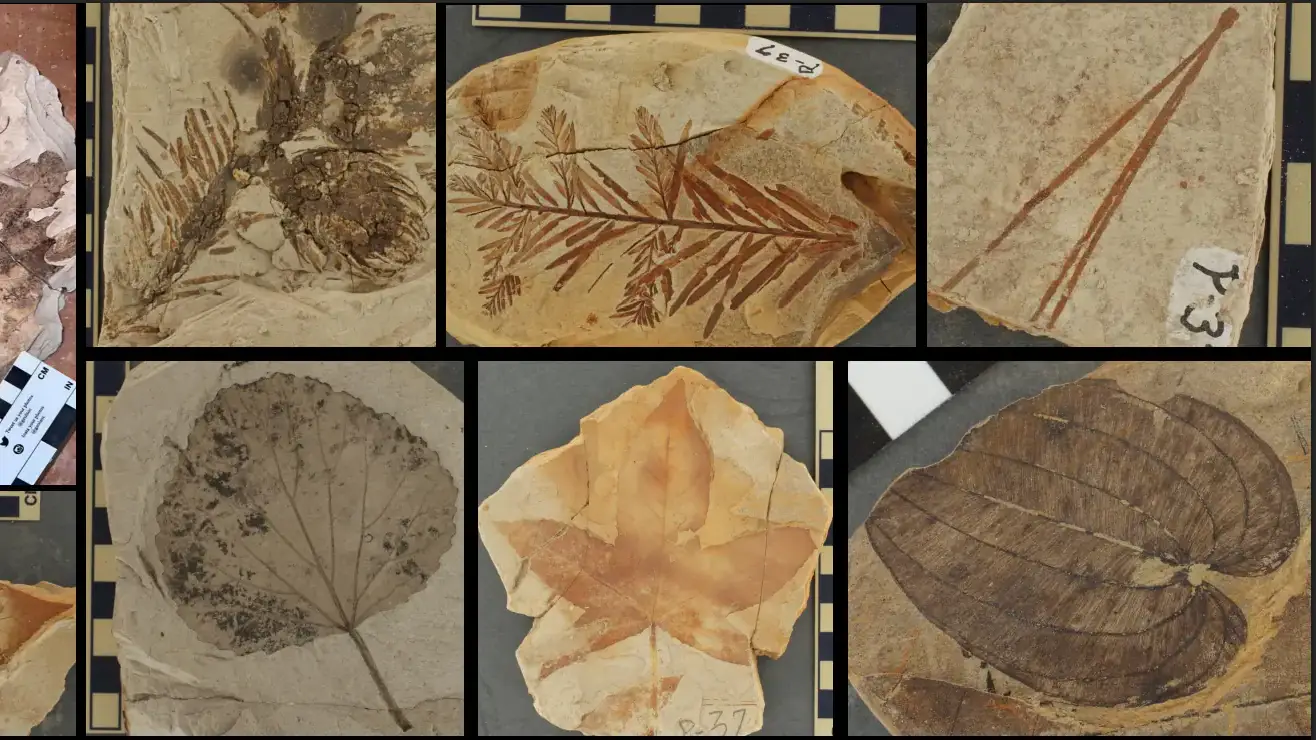 A collage of eight plant fossils.