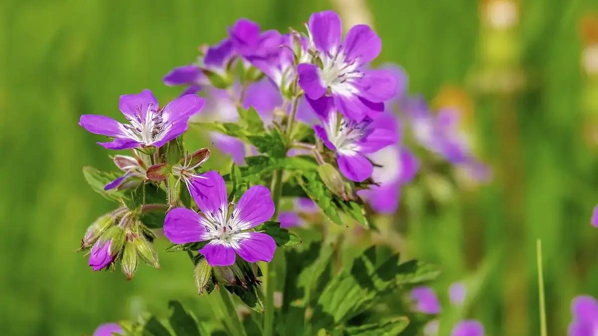 A variety of perennials from African daisies to yarrow
