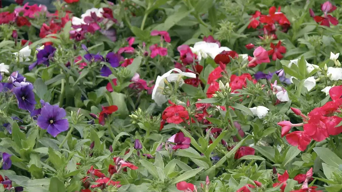 Herbaceous plants that are typically annuals