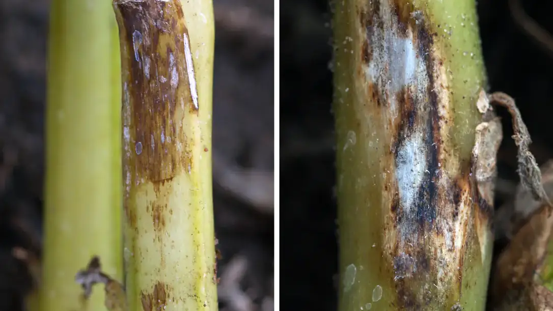 Potato stems with dark and decomposing lesions.