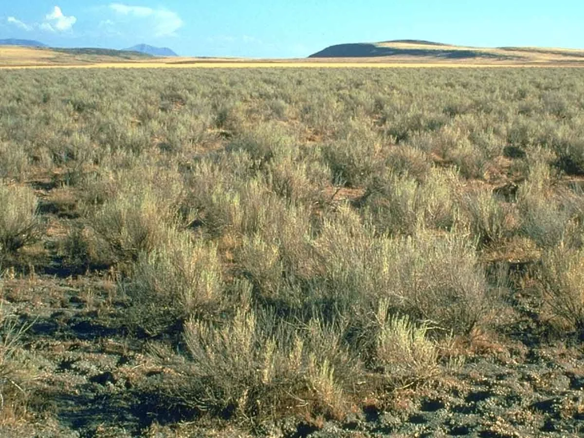 Epiaquert landscape of vertisols pockets