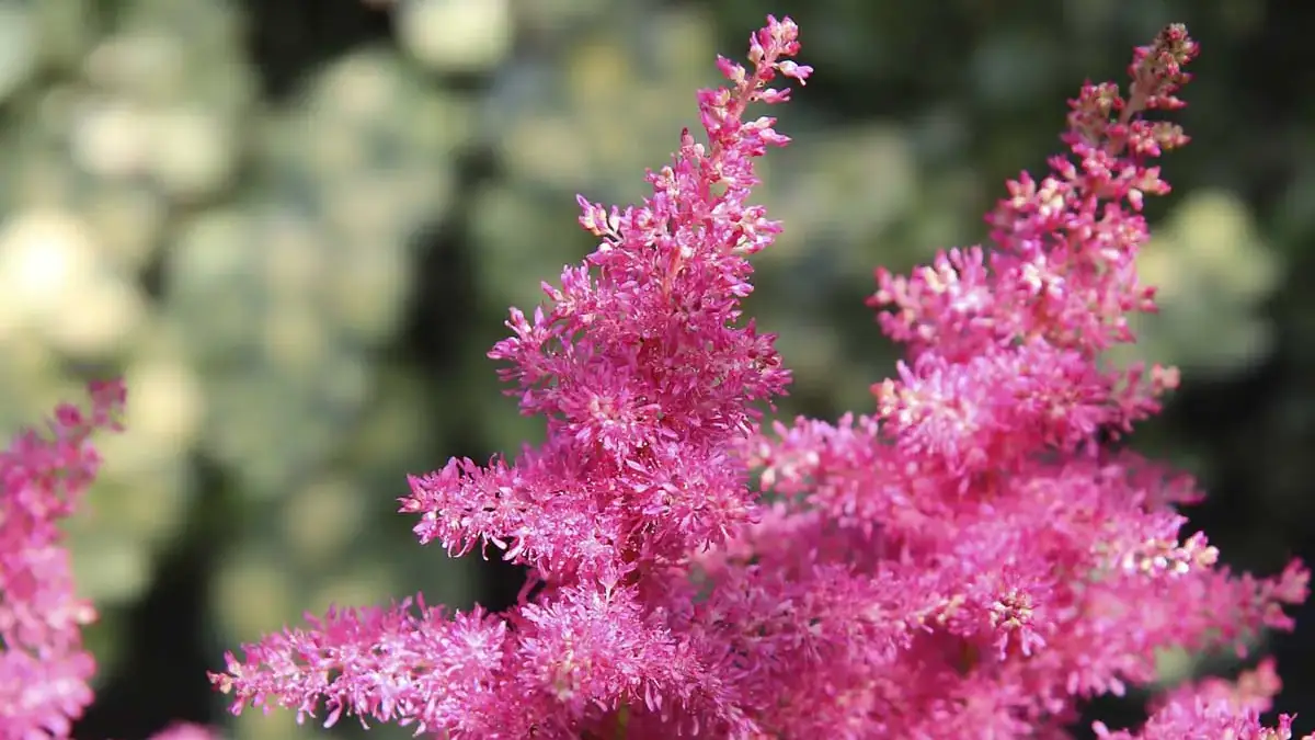 A variety of perennials from African daisies to yarrow