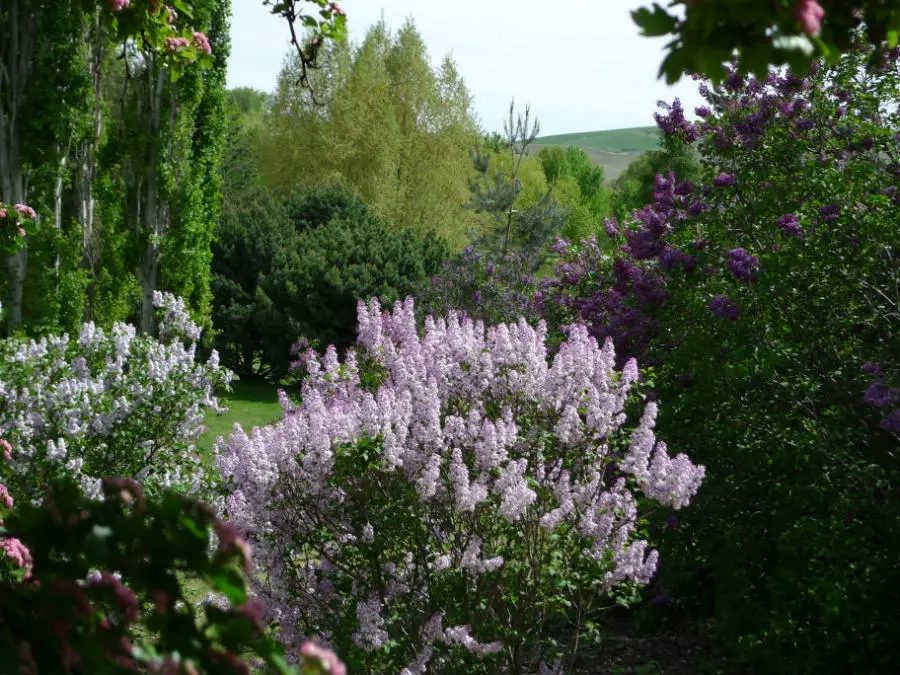 Light and dark purple flowers in the Arboretum