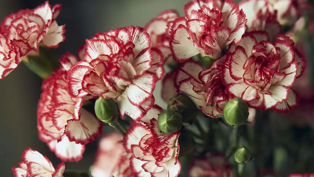 Herbaceous plants that are typically annuals