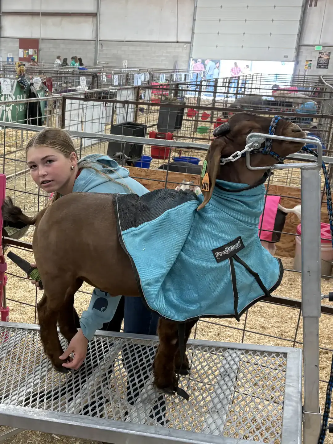 A young girl grooming a goat on a metal stand while a boy sits nearby looking at a tablet in a barn with penned animals.