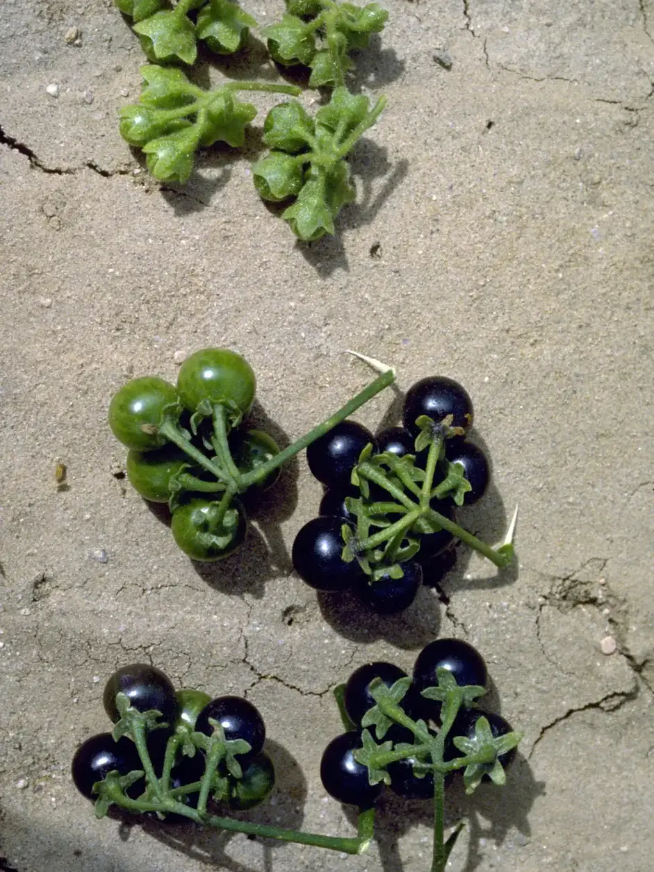 Clusters of hairy nightshade fruits on a cracked soil background, displaying green and black berries.