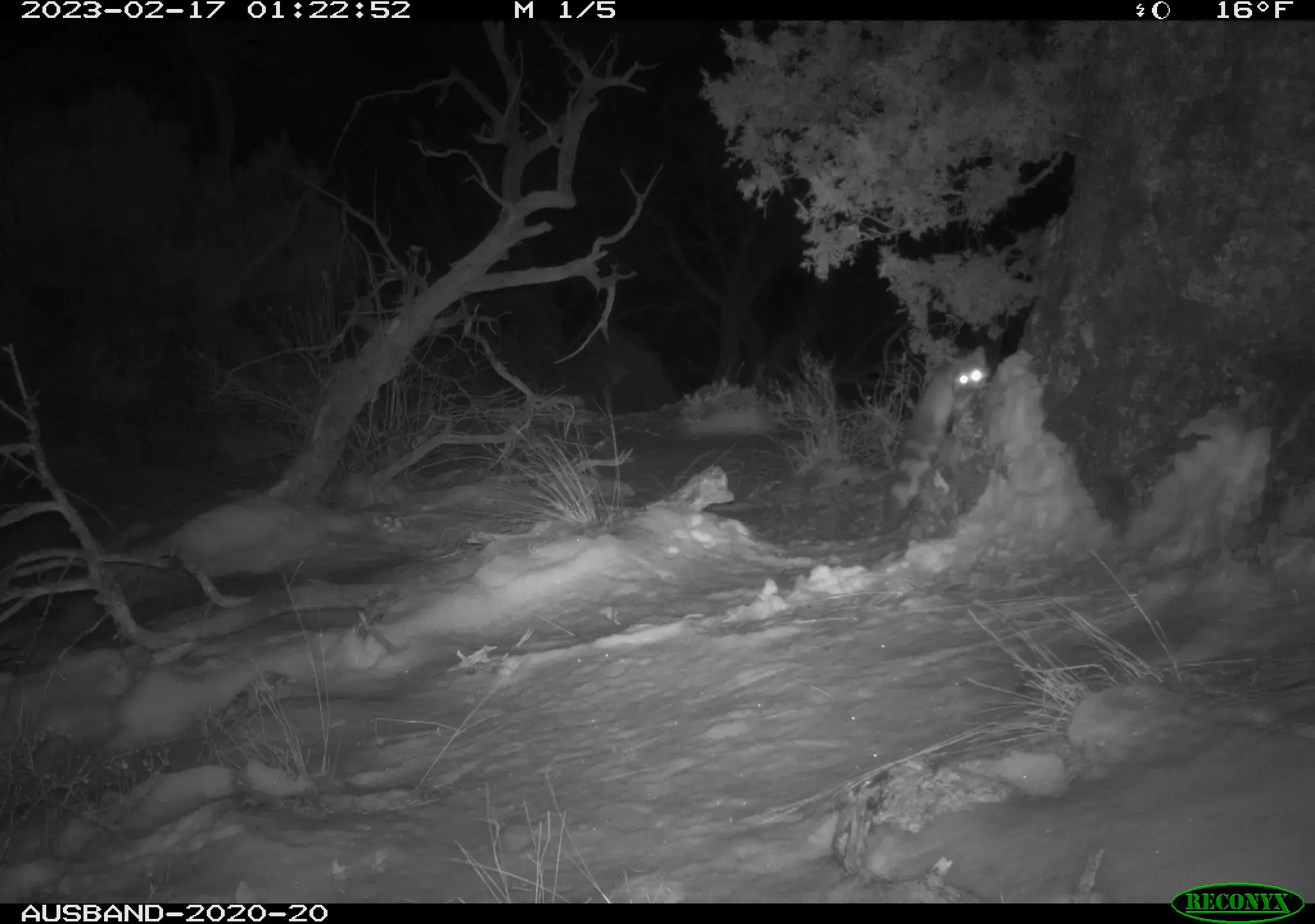 A grayscale image from a trail camera showing a forest and the reflective eyes of a ringtail.