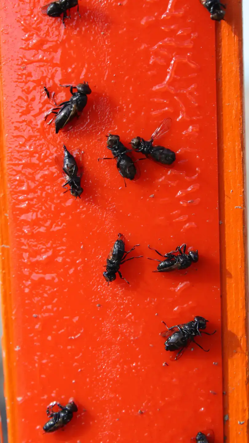Orange sticky trap stake closeup.