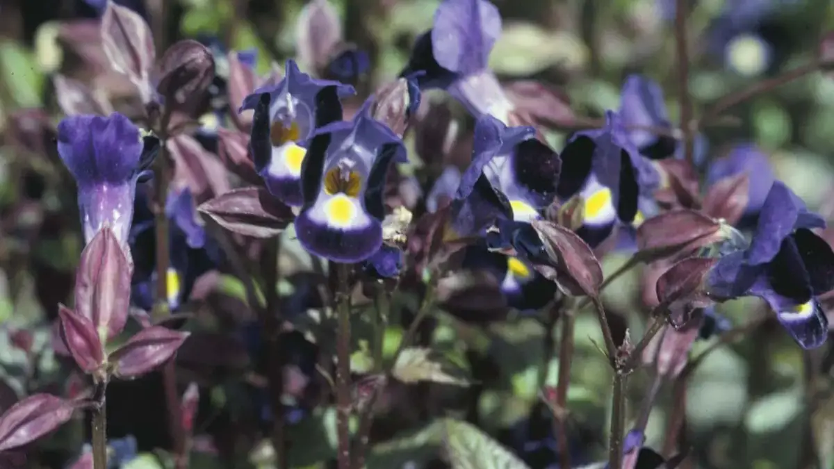 Herbaceous plants that are typically annuals