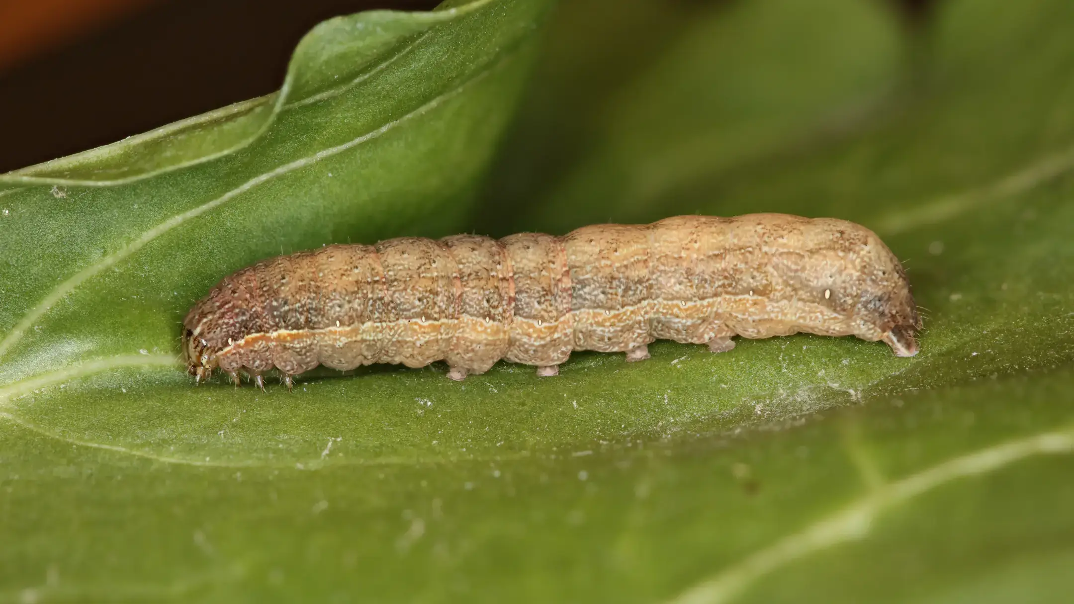 Integrated pest management photos and files