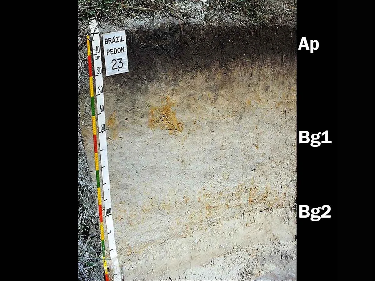 Haplaquox layers of soil with a measuring device
