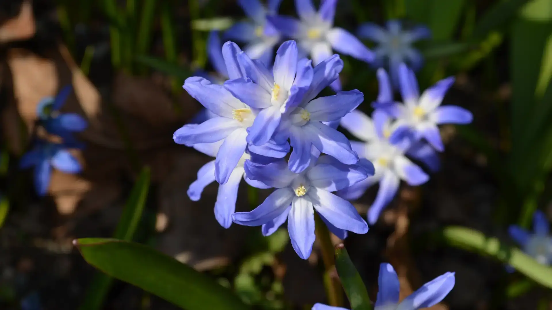 Landscapes and gardens